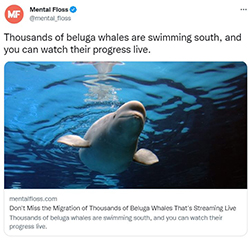 Beluga watches you sleep 